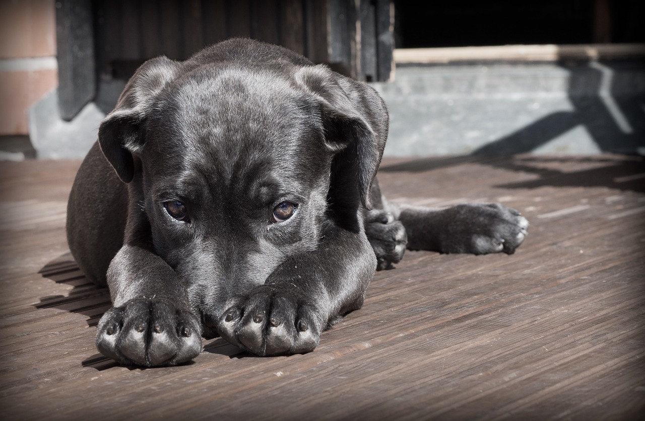 How to Help Your Dog with Thunderstorm Anxiety